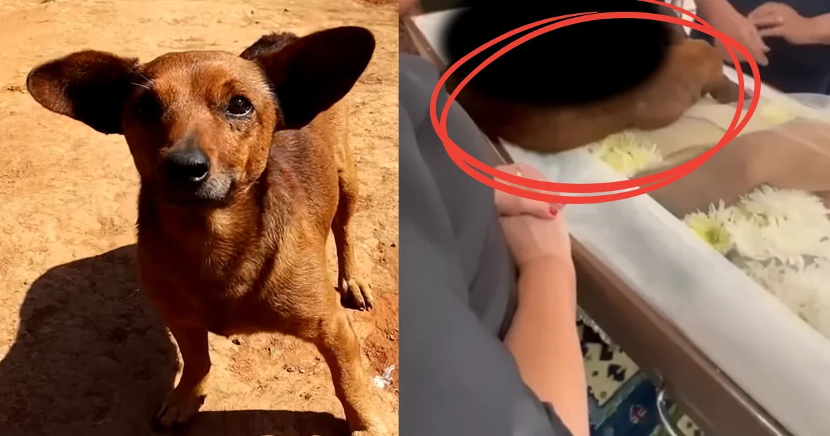 A Despedida de Nick: o cachorrinho caramelo que andou 12km, achou o caixão do dono e fez o Brasil chorar.